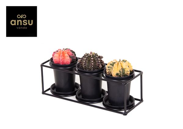 Cactus Trio In Design Frame