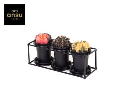 Cactus Trio In Design Frame