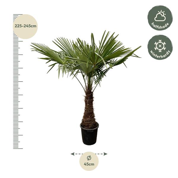 Trachycarpus – 220 cm – Ø45