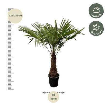 Trachycarpus – 220 cm – Ø45