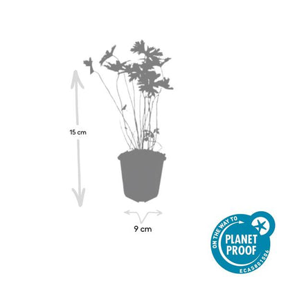 Geranium &