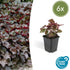 Heuchera mic. &