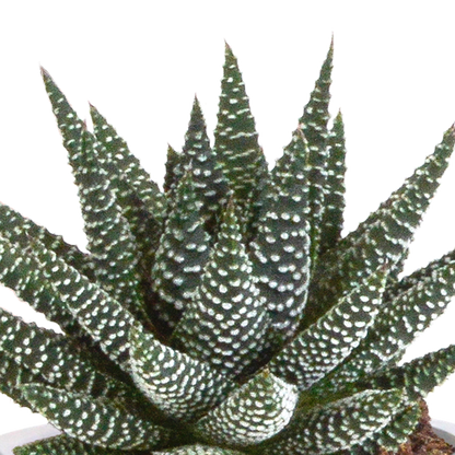 Gasteria/Haworthia mix 8,5cm - 3x - in Mexicaanse pot