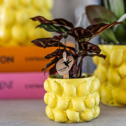 Citrus pot yellow 9 cm