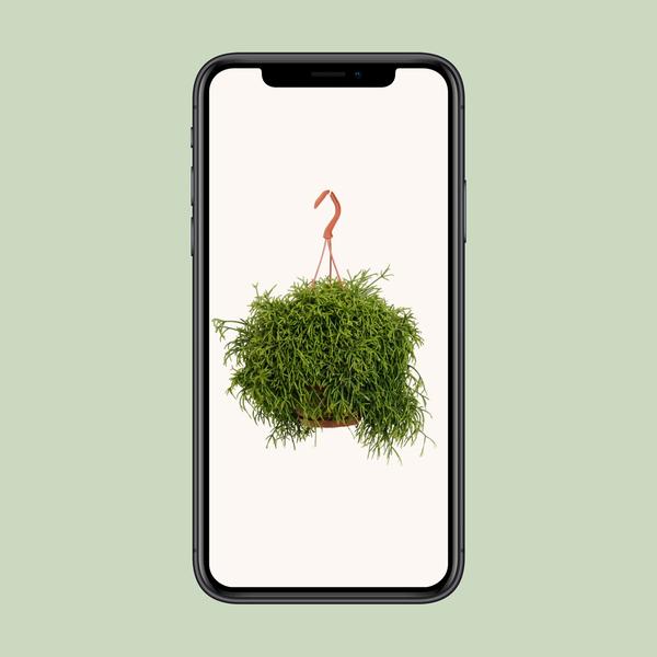 Rhipsalis Heteroclada - Ø21cm - ↕45cm