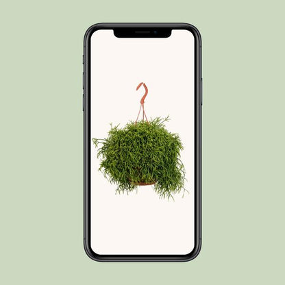 Rhipsalis Heteroclada - Ø21cm - ↕45cm