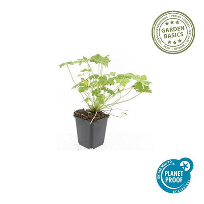Geranium macr. &