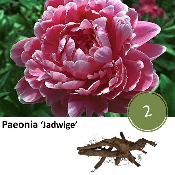 Paeonia &