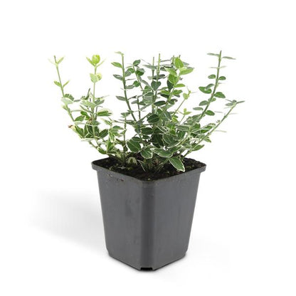 Euonymus &