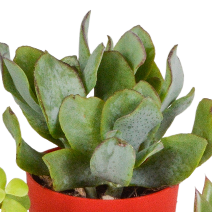 Vetplanten mix 5.5 cm - 5x - in gekleurde plasticpot