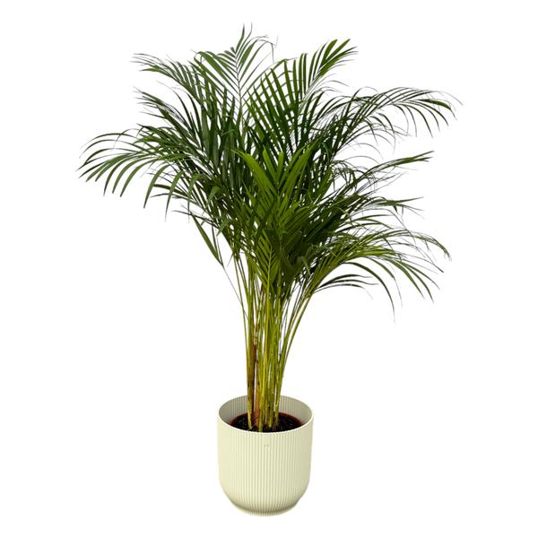Areca palm - ↨130cm - Ø24cm including elho Vibes Fold Round white D30xH27
