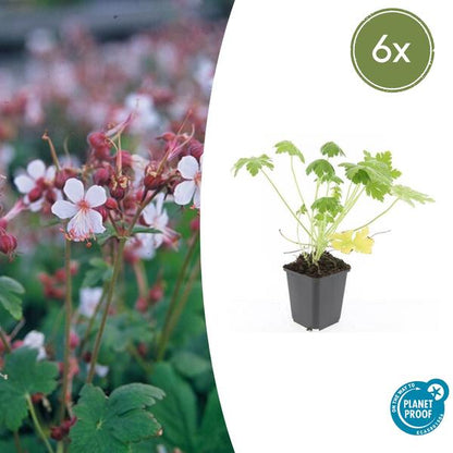 Geranium macr. &