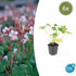 Geranium macr. &