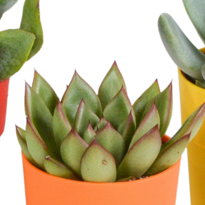 Vetplanten mix 5.5 cm - 5x - in gekleurde plasticpot