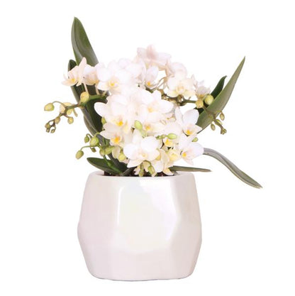 Witte Orchidee Nazaré met Pearl sierpot