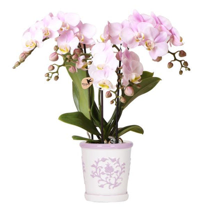 Kolibri Orchids | pink phalaenopsis orchid Portugal + Mosa decorative pot pink - pot size Ø9cm | flowering houseplant - fresh from the grower