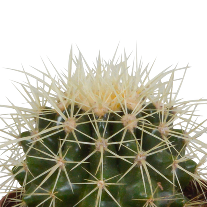 Bolcactus mix 8,5 cm | 3 stuks - in terracotta pot