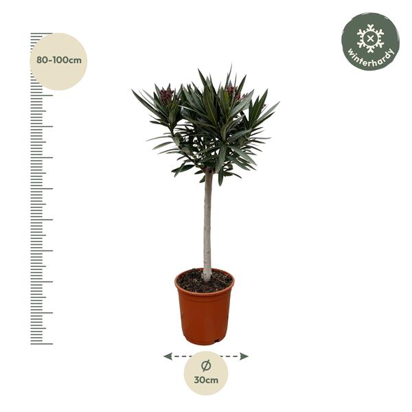 Nerium Oleander auf Stiel mit weißer Blüte – 90 cm – Ø22