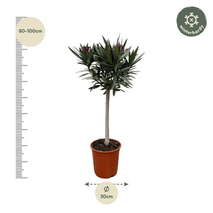 Nerium Oleander auf Stiel mit weißer Blüte – 90 cm – Ø22