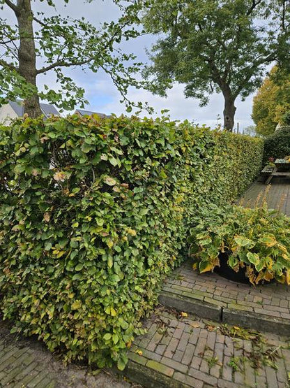 Fagus sylvatica  - Blote wortel - 40/60 - 75x