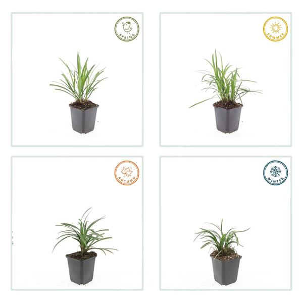 Liriope muscari &