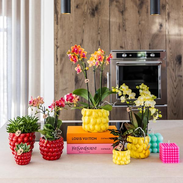 Berry pot 12 cm