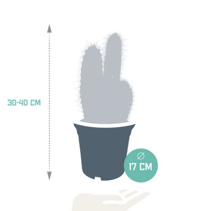Pilosocereus azureus - 17cm - zonder pot