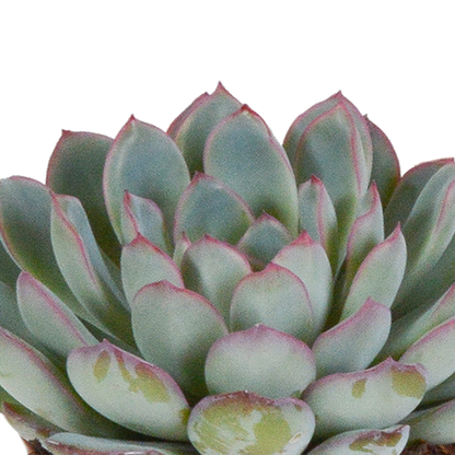 Echeveria mix 8.5 cm - 3x - in witte pot