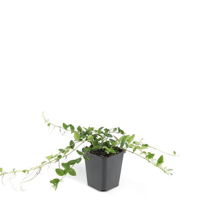 Vinca minor &