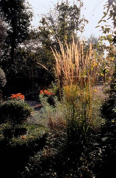 Calamagrostis acut. &