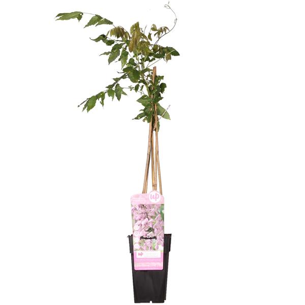 Wisteria floribunda &