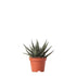 Kolibri Greens | Groene plant - Succulent Haworthia Royal Highnness - potmaat Ø6cm - groene kamerplant - vers van de kweker