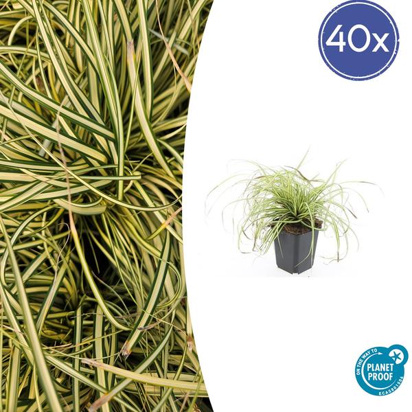 Carex oshim. &