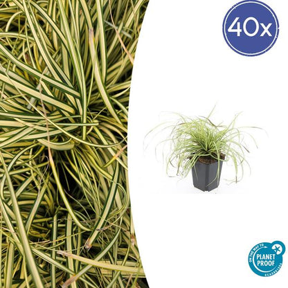 Carex oshim. &