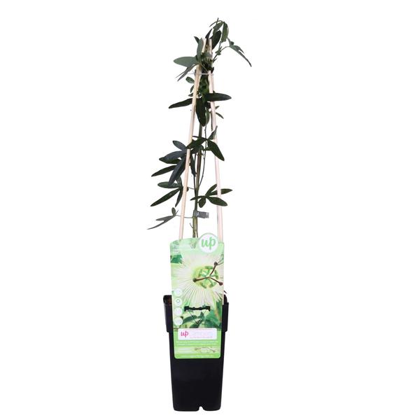Passiflora wit caerulea &