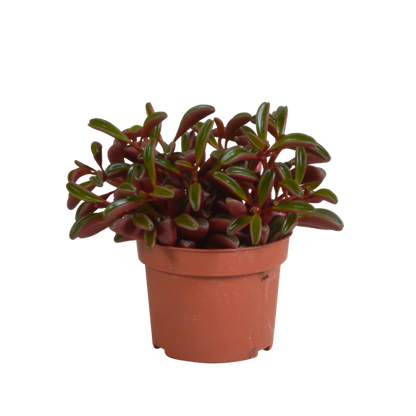 Peperomia graveolens - zonder pot