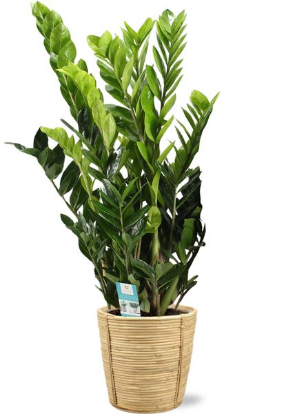 Zamioculcas Zamiifolia - Ø21cm - ↕95cm + Bibek Pot D22x22cm - Naturel