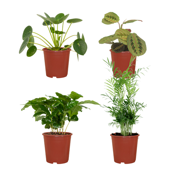Animal friendly plant box - 4 pieces - Ø12cm - ↕20-40cm