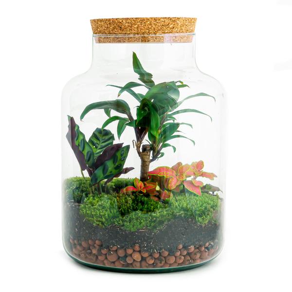 Milky Palm terrarium