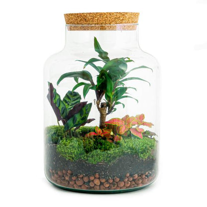 Milky Palm terrarium
