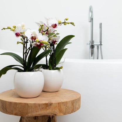 Bowl bloempot witte keramieken sierpot potmaat