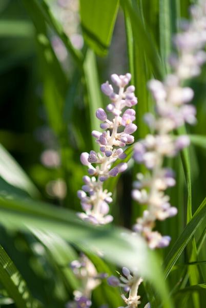 Liriope muscari &