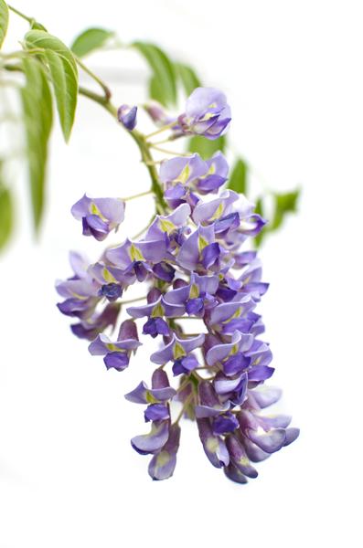 Wisteria sinensis &