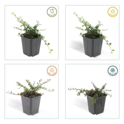 Cotoneaster pr. &