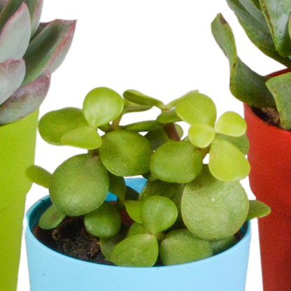 Vetplanten mix 5.5 cm - 5x - in gekleurde plasticpot