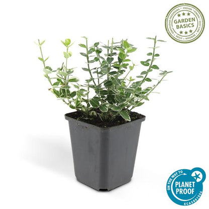 Euonymus &
