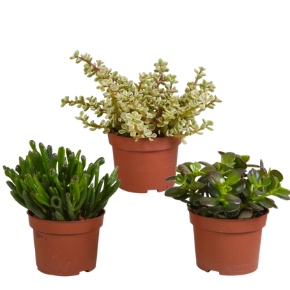 Crassula mix 10,5 cm - 3x - zonder pot
