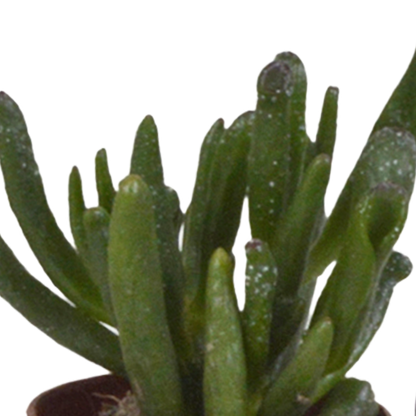 Vetplanten mix 5.5 cm - 5x - zonder pot