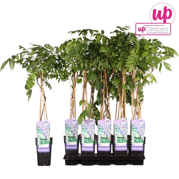 Wisteria sinensis &