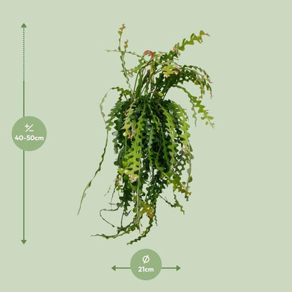 Ephiphyllum Anguliger - Ø21cm - ↕50cm